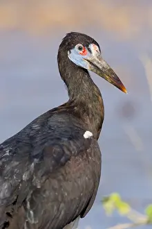 Gerahmter Druck : Abdim-Storch