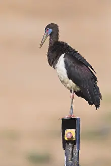 Gerahmter Druck : Abdim-Storch Gerahmter Druck : Abdim-Storch
