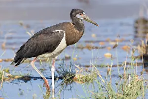 Gerahmter Druck : Abdim-Storch Gerahmter Druck : Abdim-Storch