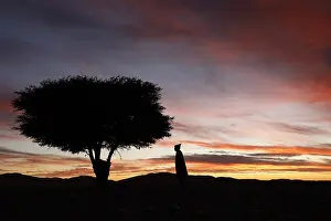 Acacia Tree Landscape Drucke: Acacia tree with sunset