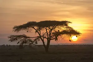 Africa Nature Reserve Drucke: An acacia tree at sunset. Ndutu