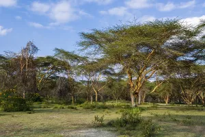 Nature Reserve Africa Drucke: Acacia trees forest