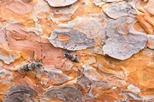 Longhorn Beetle Species Drucke: Acanthocinus griseus