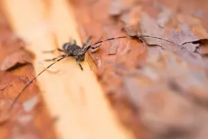 Longhorn Beetle Species Drucke: Acanthocinus griseus