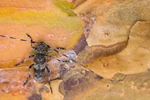 Acanthocinus griseus