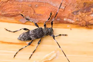 Bilder Datiert 18. Juni 2019: Acanthocinus griseus