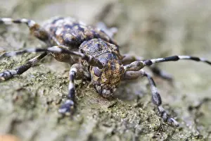 Bilder vom 7. Juli 2013: Acanthoderes clavipes