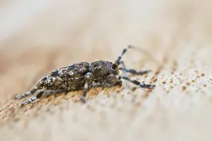 Bilder vom 7. Juli 2013: Acanthoderes clavipes