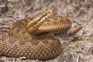 Bilder Datiert 21. Mai 2009: Echsenart, Gemeine Kotvipere, Vipera berus