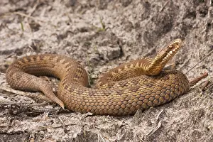 Common Viper Drucke: Adder, Common Viper, Vipera berus