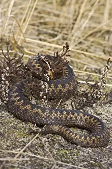 Common Viper Drucke: Adder, Common Viper, Vipera berus