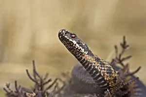 Common Viper Drucke: Adder, Common Viper, Vipera berus