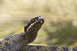 Common Viper Drucke: Adder, Common Viper, Vipera berus