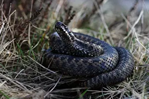 European Adder Drucke: Adder, European Adder, Vipera berus