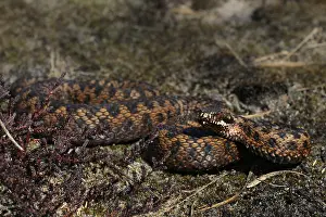 Common Viper Drucke: Adder, European Adder, Vipera berus