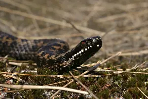 European Adder Drucke: Adder, European Adder, Vipera berus