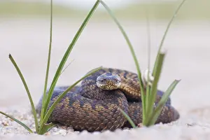 Adder Snake Drucke: Adder, Vipera berus