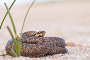 Vipera Berus Species Drucke: Adder, Vipera berus