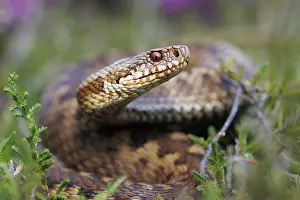 Vipera Berus Species Drucke: Adder, Vipera berus