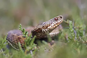 Vipera Berus Species Drucke: Adder, Vipera berus