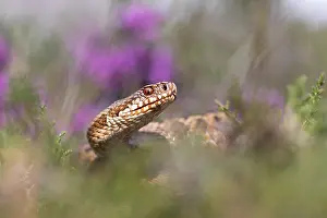 Adder Snake Drucke: Adder, Vipera berus