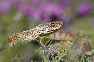 Vipera Berus Images Drucke: Adder, Vipera berus