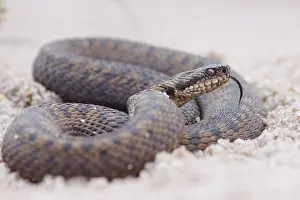 Adder Snake Drucke: Adder, Vipera berus