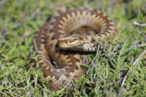 Adder, Vipera berus.