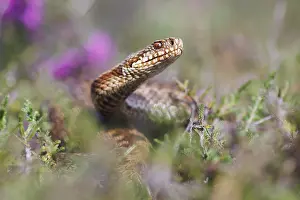 Vipera Berus Species Drucke: Adder, Vipera berus