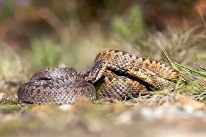 European Adder Species Drucke: Adder, Vipera berus
