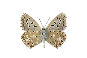 Adonis Blue Butterfly Drucke: Adonis Blue, Lysandra bellargus