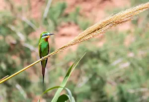 Bee Eater Species Drucke: African Blue-cheeked bee-eater, Merops persicus chrysocercus