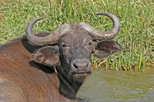 Syncerus Caffer Images Drucke: African Buffalo (Syncerus caffer)