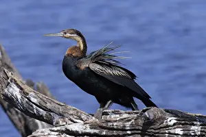African Birds Of Prey Drucke: African Darter, Anhinga rufa