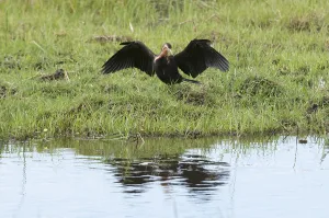 Okavango Delta Birds Drucke: An African darter, Anhinga rufa