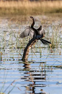 Southern Africa Birds Drucke: An African darter, Anhinga rufa