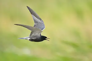 Rare Bird Species Images Drucke: AGAMI - Black Tern - Brian E Small - 164992
