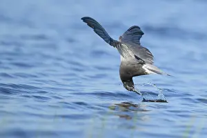 Rare Bird Species Images Drucke: AGAMI - Black Tern - Brian E Small - 164998