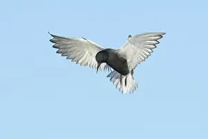 Black And White Bird Photos Drucke: AGAMI - Black Tern - Brian E Small - 165002