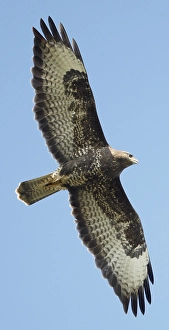 Birdwatching In Europe Drucke: AGAMI - Buizerd, Common Buzzard