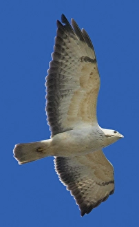 Nature Photography Finland Drucke: AGAMI - Common Buzzard, Buizerd