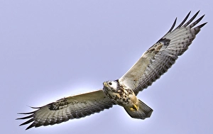 Bilder Datiert 14. Mai 2025: AGAMI - Wanderfalken, Buizerd