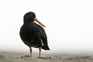 Tropical Birds Images Drucke: AGAMI - Variable Oystercatcher