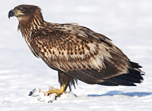 Bird Of Prey Photos Drucke: AGAMI - Zeearend, White-tailed Eagle