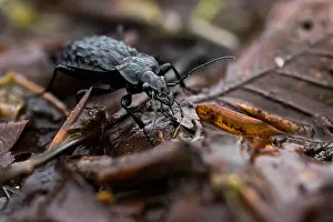 Bilder Datiert 24. Mai 2020: Agrilus angustulus