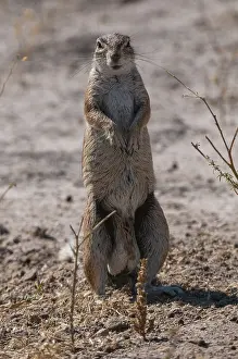 Botswana Wildlife Photography Drucke: An alert ground squirrel, Paraxerus cepapi