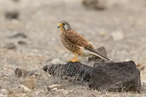 African Raptors Drucke: Alexander's Kestrel