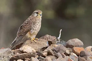 Wildlife In Africa Drucke: Alexander's Kestrel