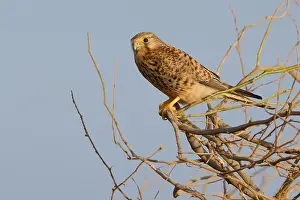Falco Tinnunculus Species Drucke: Alexander's Kestrel
