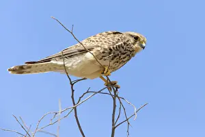 African Raptors Drucke: Alexander's Kestrel